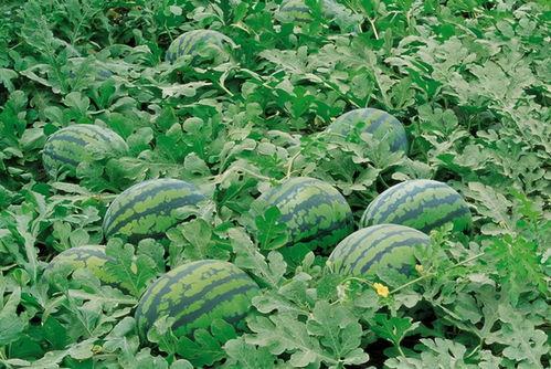 绛珠理性吃瓜,揭秘娱乐圈幕后真相